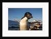 Adelie Penguin, Antarctica by Anonymous