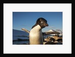 Adelie Penguin, Antarctica by Anonymous