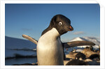 Adelie Penguin, Antarctica by Anonymous