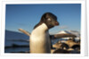 Adelie Penguin, Antarctica by Anonymous