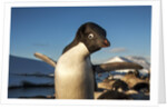 Adelie Penguin, Antarctica by Anonymous