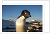 Adelie Penguin, Antarctica by Anonymous