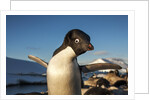 Adelie Penguin, Antarctica by Anonymous