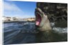 Elephant Seal, Antarctica by Anonymous