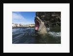 Elephant Seal, Antarctica by Anonymous