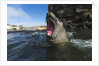 Elephant Seal, Antarctica by Anonymous