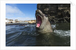 Elephant Seal, Antarctica by Anonymous