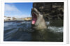 Elephant Seal, Antarctica by Anonymous