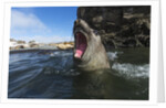 Elephant Seal, Antarctica by Anonymous