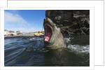 Elephant Seal, Antarctica by Anonymous
