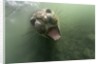 Underwater Elephant Seal, Antarctica by Anonymous