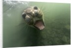 Underwater Elephant Seal, Antarctica by Anonymous