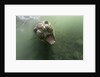 Underwater Elephant Seal, Antarctica by Anonymous