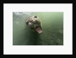 Underwater Elephant Seal, Antarctica by Anonymous