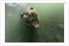 Underwater Elephant Seal, Antarctica by Anonymous