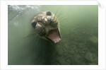 Underwater Elephant Seal, Antarctica by Anonymous