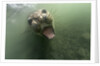 Underwater Elephant Seal, Antarctica by Anonymous