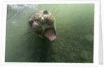 Underwater Elephant Seal, Antarctica by Anonymous