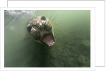 Underwater Elephant Seal, Antarctica by Anonymous