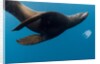 Underwater Sea Lion, Diego Ramirez Island, Chile by Anonymous