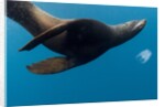Underwater Sea Lion, Diego Ramirez Island, Chile by Anonymous