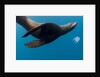 Underwater Sea Lion, Diego Ramirez Island, Chile by Anonymous