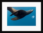 Underwater Sea Lion, Diego Ramirez Island, Chile by Anonymous