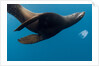 Underwater Sea Lion, Diego Ramirez Island, Chile by Anonymous