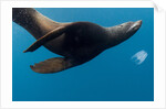 Underwater Sea Lion, Diego Ramirez Island, Chile by Anonymous