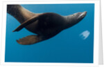 Underwater Sea Lion, Diego Ramirez Island, Chile by Anonymous