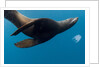Underwater Sea Lion, Diego Ramirez Island, Chile by Anonymous