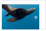 Underwater Sea Lion, Diego Ramirez Island, Chile by Anonymous