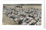 Buckre-Ede festival or Baqr-I-Id (Cow Festival). Moslems praying by Anonymous