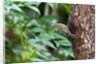 Ruby-crowned Kinglet by Anonymous