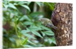 Ruby-crowned Kinglet by Anonymous