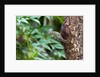 Ruby-crowned Kinglet by Anonymous