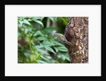 Ruby-crowned Kinglet by Anonymous