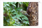 Ruby-crowned Kinglet by Anonymous