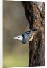 White-breasted Nuthatch by Anonymous