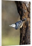 White-breasted Nuthatch by Anonymous