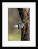 White-breasted Nuthatch by Anonymous