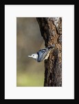 White-breasted Nuthatch by Anonymous