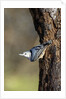 White-breasted Nuthatch by Anonymous