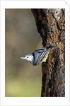 White-breasted Nuthatch by Anonymous