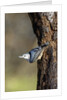 White-breasted Nuthatch by Anonymous