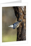 White-breasted Nuthatch by Anonymous