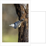 White-breasted Nuthatch by Anonymous