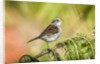 White-throated Sparrow by Anonymous