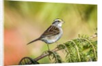 White-throated Sparrow by Anonymous