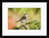 White-throated Sparrow by Anonymous